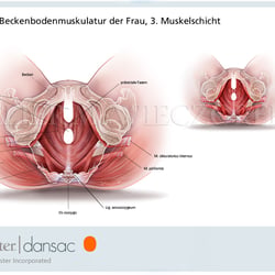 Weibliche Beckenbodenmuskulatur, 3. Schicht