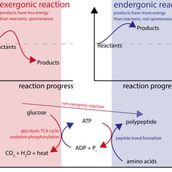 Coupled Reactions