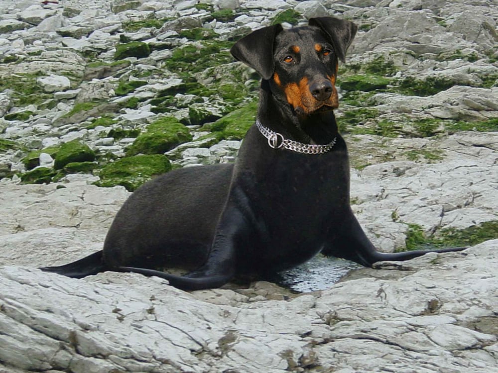 Seehundi