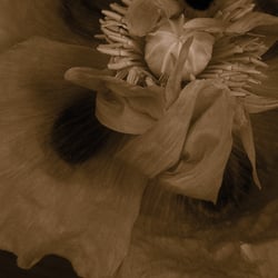 Mohn klein