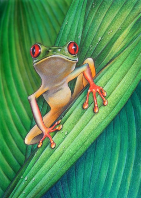 “TREEFROG” Tierportrait – Buntstift