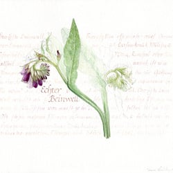 Symphytum Officinale