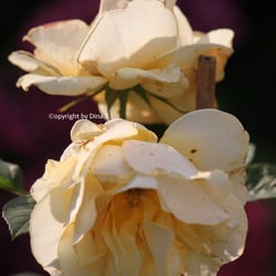 Flowers Juli 2014 © by Dina.T