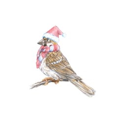 Jolly Sparrow