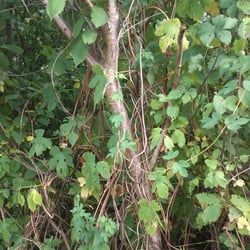 Natur 2012 Bäume