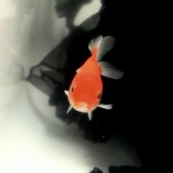 tina2