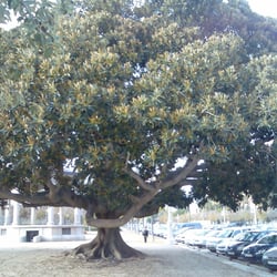 Baum
