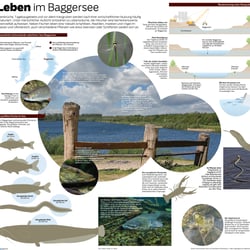 Tiere in Baggerseen – eineinhalbseitige Zeitungsgrafik