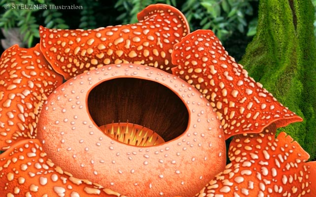 Rafflesia