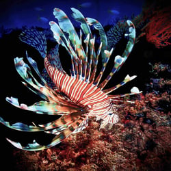 Underwater – Wide Angle Photography