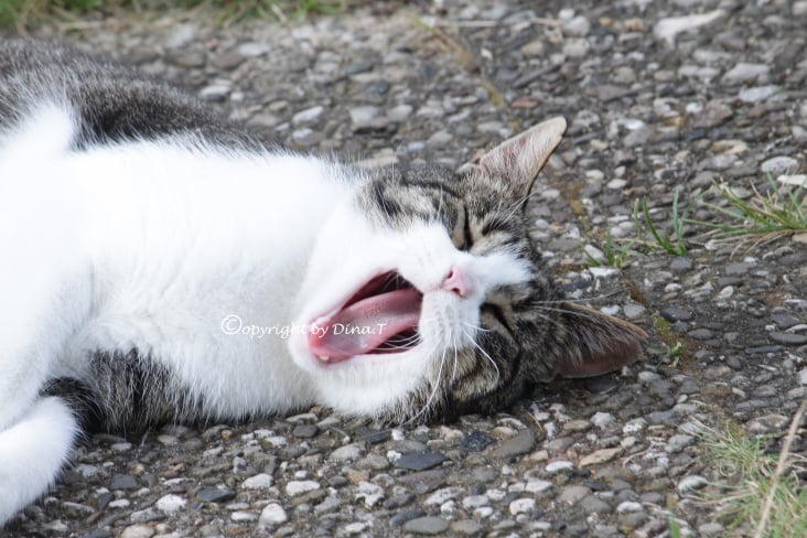 CAT AUG. 2014