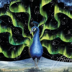 Nordlichtpfau