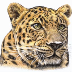 Der Leopard