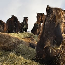 iceland horses