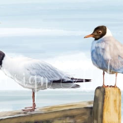 Seagulls