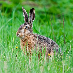 Tierfotografie in freier Natur
