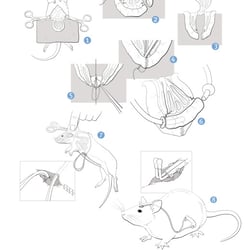 Microsurgery on the laboratory rat