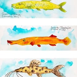 Eine Auswahl von Fischen