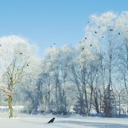 Winters weiße Weste