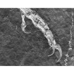 Archaeopteryx Lithographica, 11th specimen, detail of  claws and feathers