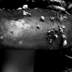 pilz welt6