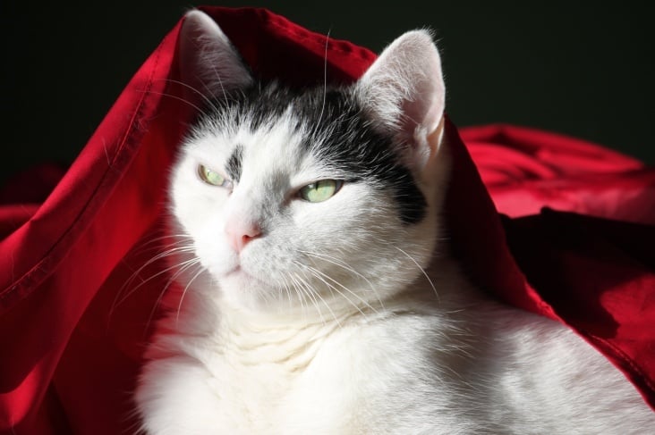 Bastet the Beauty Cat 30. Okt. 2012
