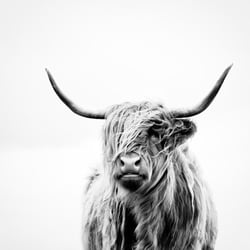 portrait of a highland cow