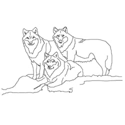 Illustration Wölfe
