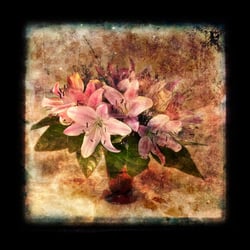 Lilien
