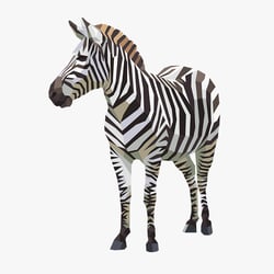 Zebra