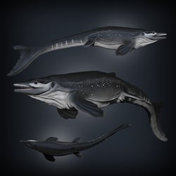 Plioplatecarpus Marshi