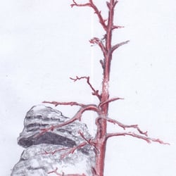 dürrer Baum