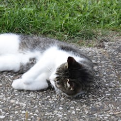 CAT AUG. 2014