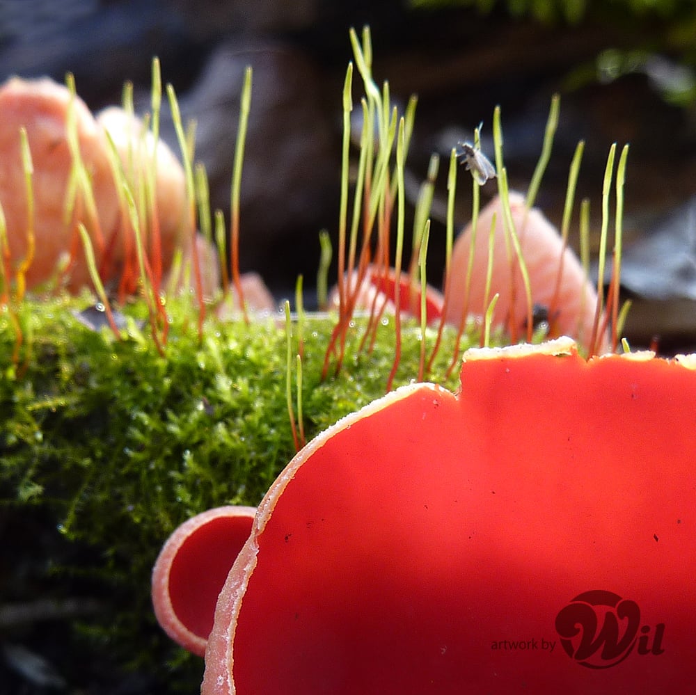 pilze02