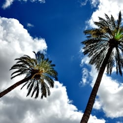 Unter Palmen