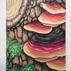 Tree Fungus