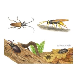 Sachillustration/Insekten