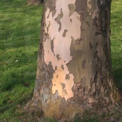 Tree No 02