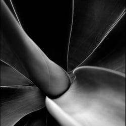 Shadows