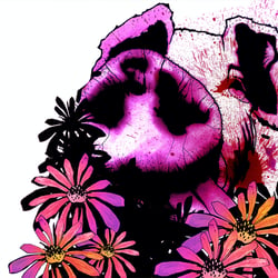 Animal Liberation