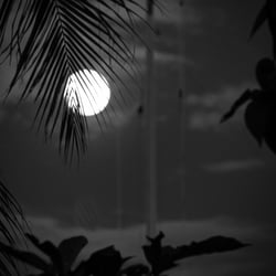 Full Moon behind Palm trees