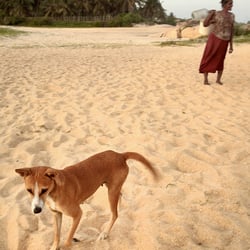 Strand- Straßenhund auf Sri Lanka