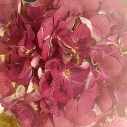 Flower Power / 2022