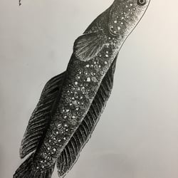 Channa Diamond Asiatica