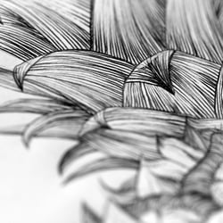 Ananas, Bleistiftillustration