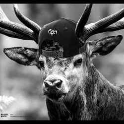 Stag