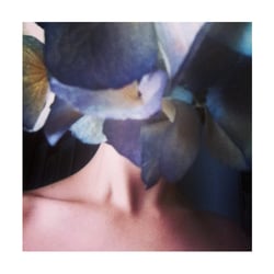 Blue-dried Hydrangeas