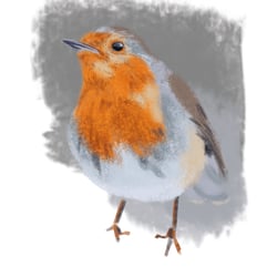 Rotkehlchen || robin