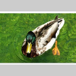 Esref Yilmaz/Fotografie: Tiere