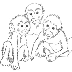 Affen_swUmsetzung